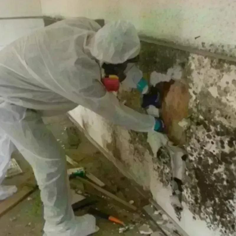 Mold Remediation and Removal in Springdale, PA